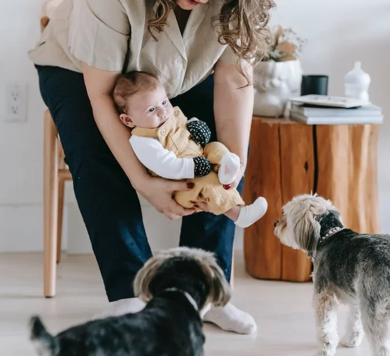 Prepare Your Dog for a New Baby