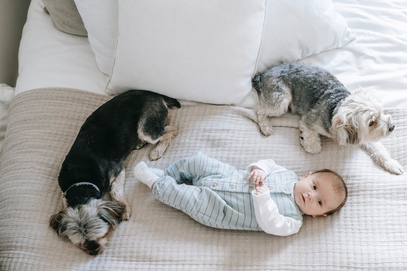 Prepare Your Dog for a New Baby